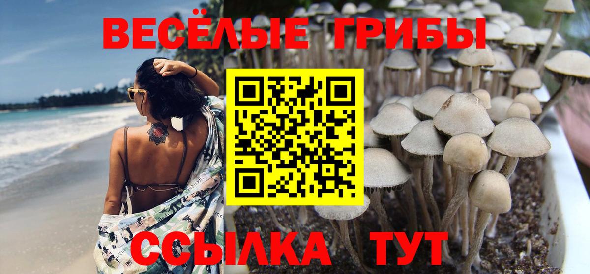 Галлюциногенные грибы MAGIC MUSHROOMS  Галлюциногенные грибы Cubensis  Кингисепп  Вход с VPN 
